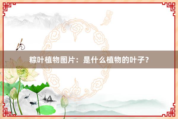 粽叶植物图片：是什么植物的叶子？